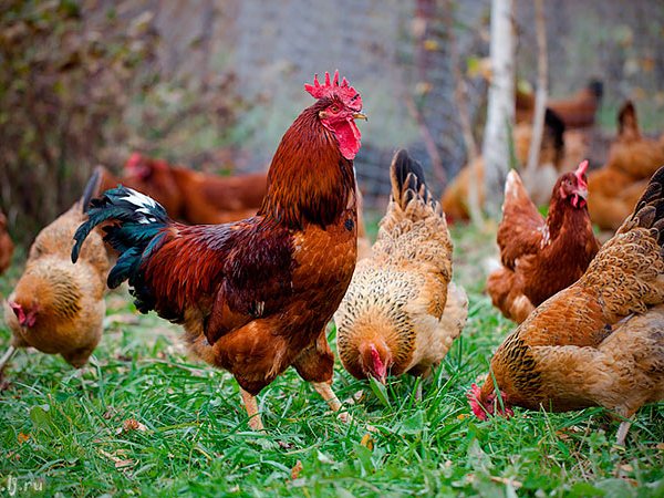 Породы куриц | ЗооТом - продажа, вязка и услуги для животных в Алдане