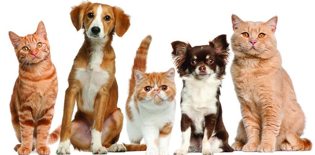 Доска объявлений о животных | ЗооТом - продажа, вязка и услуги для животных в Алдане