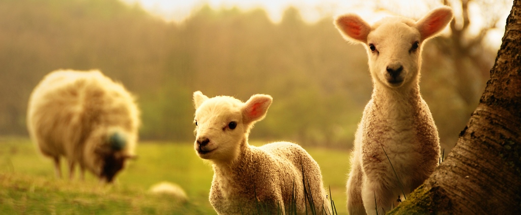 Объявления о сельскохозяйственных животных | ЗооТом - продажа, вязка и услуги для животных в Алдане