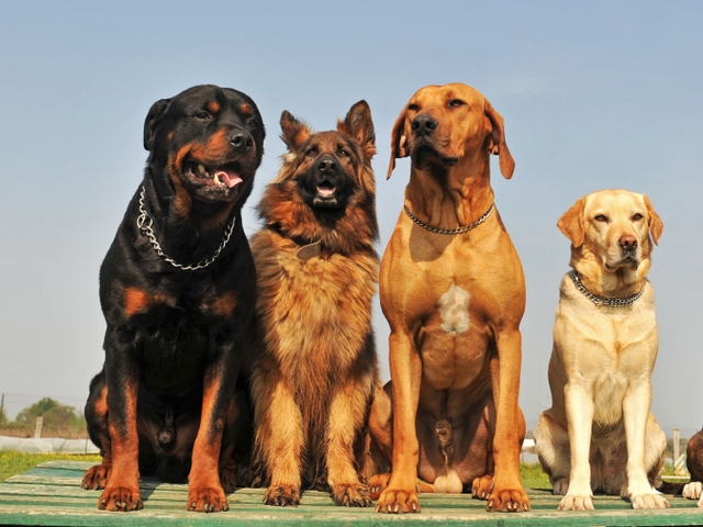 Крупные породы собак в Алдане | ЗооТом портал о животных